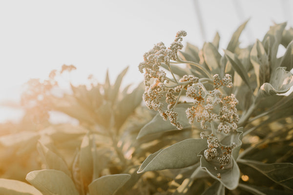 Botanical - Jillian Goulding Fine Photography Prints