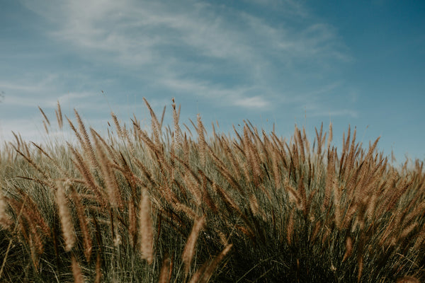 Hawaiian Grasses - Jillian Goulding Fine Photography Prints