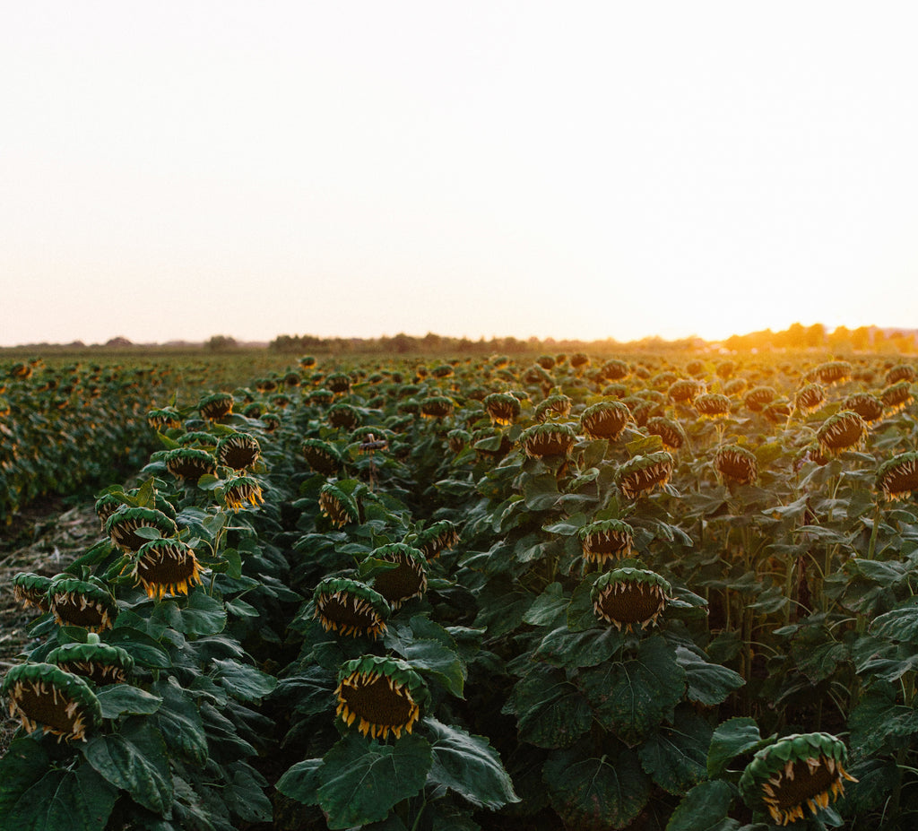 Sunflowers - Jillian Goulding Fine Photography Prints